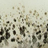 Mold Remediation Scottsdale